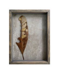 What Do I See When I See a Fallen Leaf? (II)