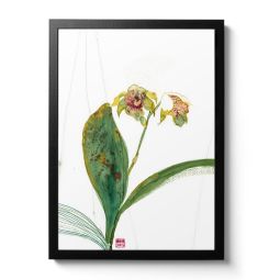 Dendrobium Normanbyens