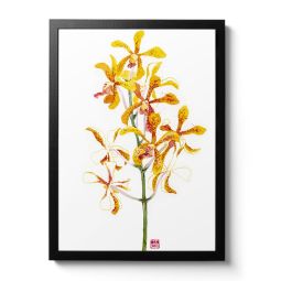 Mokara Jairak Gold Spot