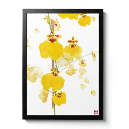 Oncidium Sweet Sugar