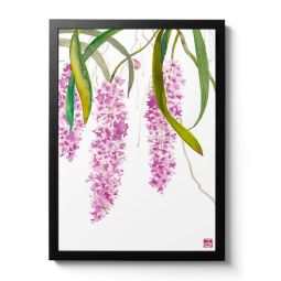 Rhynchostylis Retusa