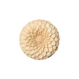 Red Ginseng Bloom (Premium)