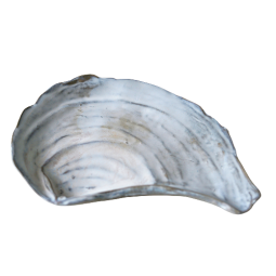 Pandora Shell Plate
