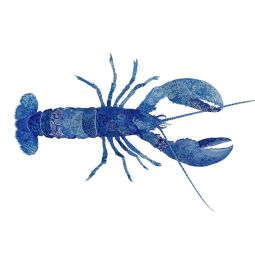 Procambarus